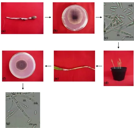 Figure 5. Pathogenicity trial of Fusarium subglutinans; (a) damping- off seedling of tusam (Pinus 