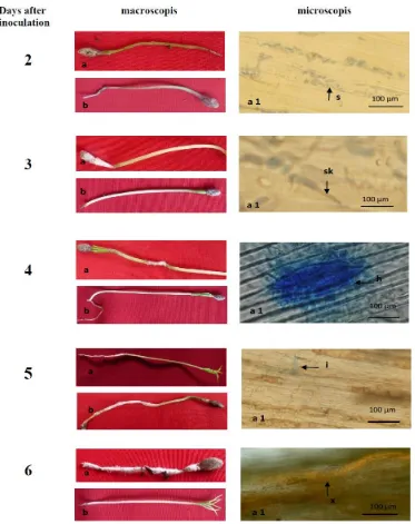 Figure 6. Pathogenicity of Fusarium subglutinans in tusam (Pinus merkusii) seedling; (a) infected tusam seedling; (a1) longitudinal crosssection of infected tusam seedling; (s) F