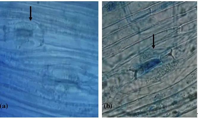 Figure 7. Stomata of tusam (Pinus merkusii) seedling stem (a) stomata of healthy seedling (arrow) (b) stomata of Fusarium subglutinans infected seedling, marked by dark blue color (arrow) 