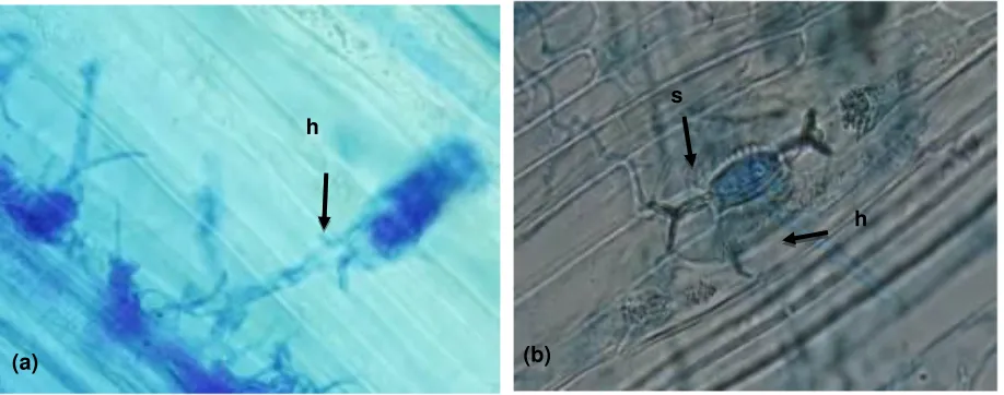 Figure 8. Penetration of Fusarium subglutinans into tusam (Pinus merkusii) seedling (a) Direct penetration of hyphae of F