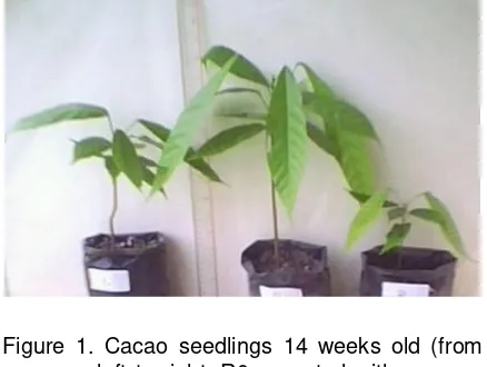 Figure 1. Cacao seedlings 14 weeks old (from left to right: R0 = control with concen-tration of 0.0 ml/L, R3 = treatment concentration of 1.0 ml/L, and R4 = treatment concentration 2.0 ml/L) 