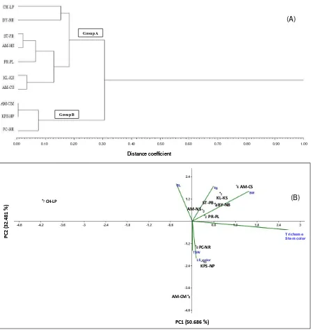 Figure 2. The cluster analysis based on morphological traits for itchgrass from ten locations; (A) the grouping of morphological data from UPGMA method using NTSYS, and (B) principal component analysis of itchgrass from ten location based on correlation coefficient of seven morphological traits 