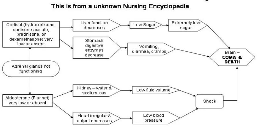 Gambar 1 , Dikutip dari Adddison crisis pathway, Widebertha`s MESSAGE BOARD; available at : http://pages.zdnet.com/nana200 3/id129,html 