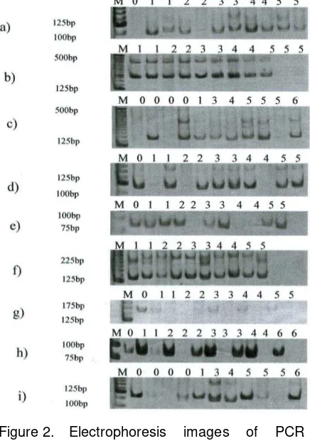 Figure 2. Electrophoresis images of PCR amplifications of DNA samples with primers (a) Bd1, (b) Bd6, (c) Bd19, (d) Bd37, (e) Bd39, (f) Bd43A, (g) Bd43B, (h) Bd76, and (i) Bd98