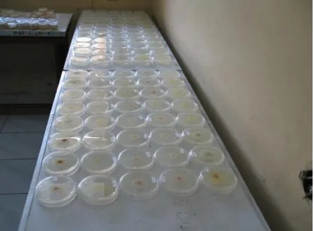 Figure 1. Culture of Fusarium isolates on artificial 