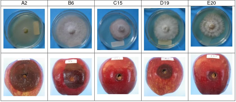 Figure 4. Biological characters of five selected isolates of Fusarium: virulent (A2), hypovirulent (B6, C15, D19 and E20)