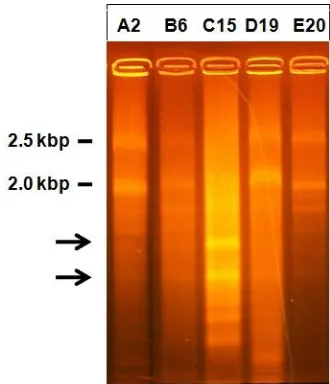 Figure 5. Quantified results of virulence assay. Each selected Fusarium isolate was inoculated on apple fruit and incubated under room temperature