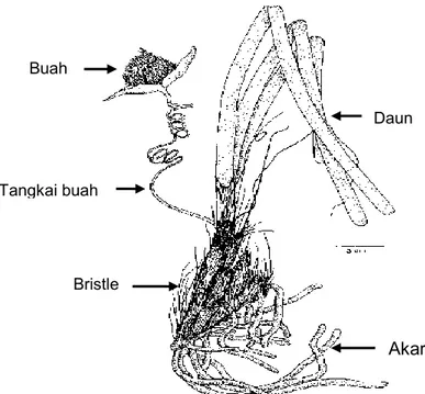 Gambar 1. Habitus Enhalus acoroides yang memperlihatkan bagian-bagian tumbuhan  C.  Reproduksi Enhalus acoroides 