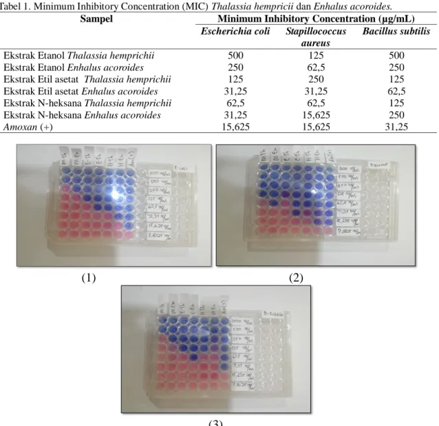 Tabel 1. Minimum Inhibitory Concentration (MIC) Thalassia hempricii dan Enhalus acoroides