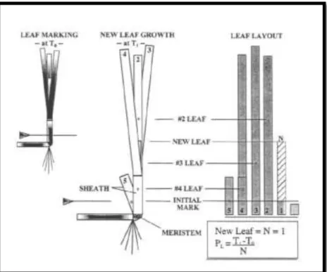 Gambar  8.  Metode  Leaf  Marking  untuk  pengukuran  laju  pertumbuhan  yang  digunakan dalam penelitian (Short dan Duarte, 2001) 