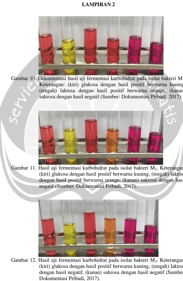 Gambar 10. Dokumentasi hasil uji fermentasi karbohidrat pada isolat bakteri M 1 . 