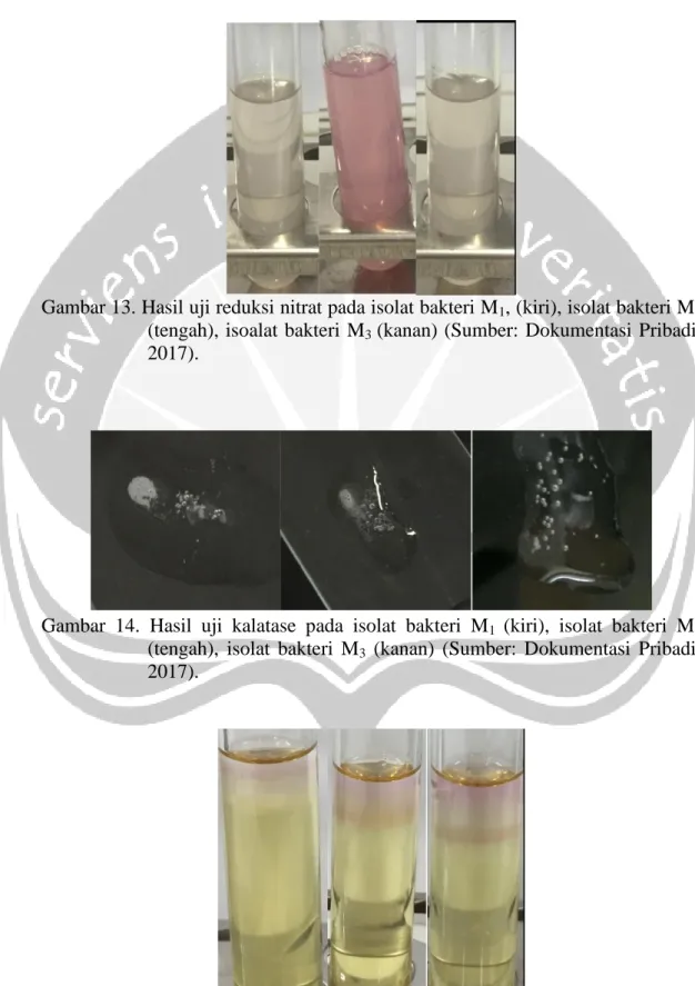 Gambar 13. Hasil uji reduksi nitrat pada isolat bakteri M 1 , (kiri), isolat bakteri M 2 