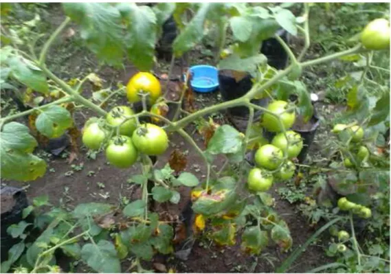 Gambar 1:  tanaman tomat pada aplikasi V3=60ml -1 Jumlah  buah pertanaman 