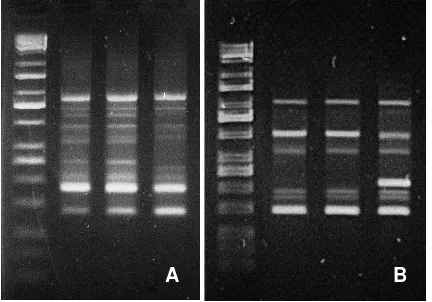 Figure 3.  Results of PCR using RAPD  A) OPC19 and B) OPB 6 
