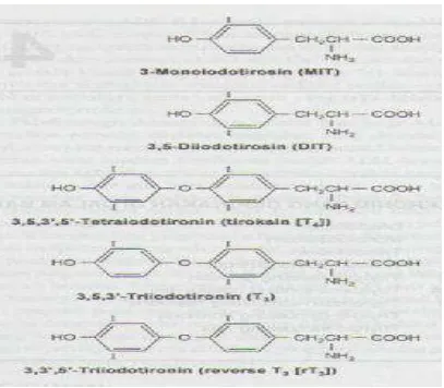 Gambar 2.1. Struktur hormon tiroid dan senyawa – senyawa yang berhubun 