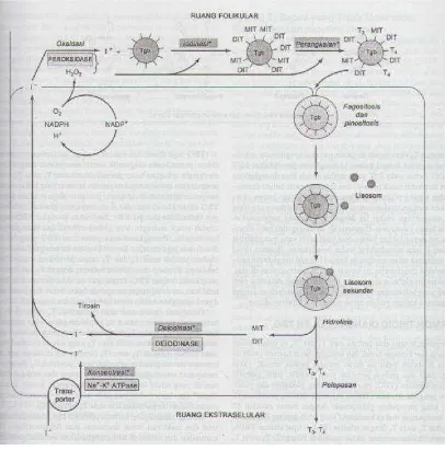 Gambar 2.2. Model metabolisme yodida di dalam folikel tiroid. Tampak sebuah 