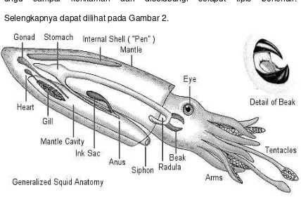 Gambar 2. Anatomi Cumi-cumi 