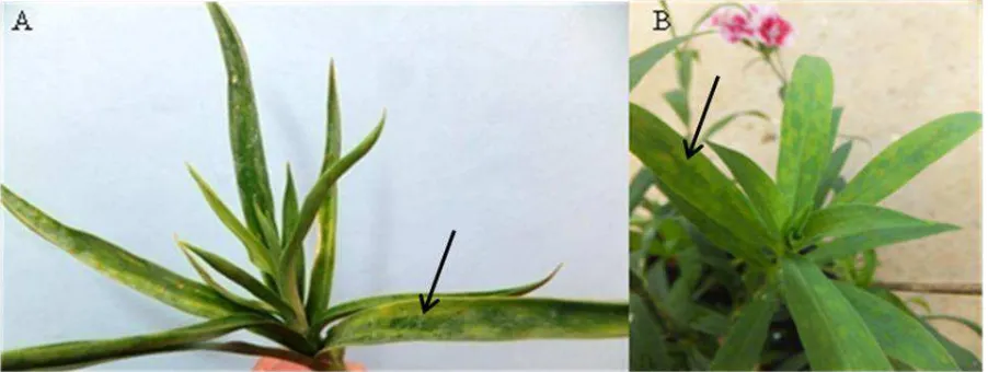 Figure 1.  Typical mottle symptoms on infected carnation plants (a) introducing cultivar (White Candy) and (b) local clone   