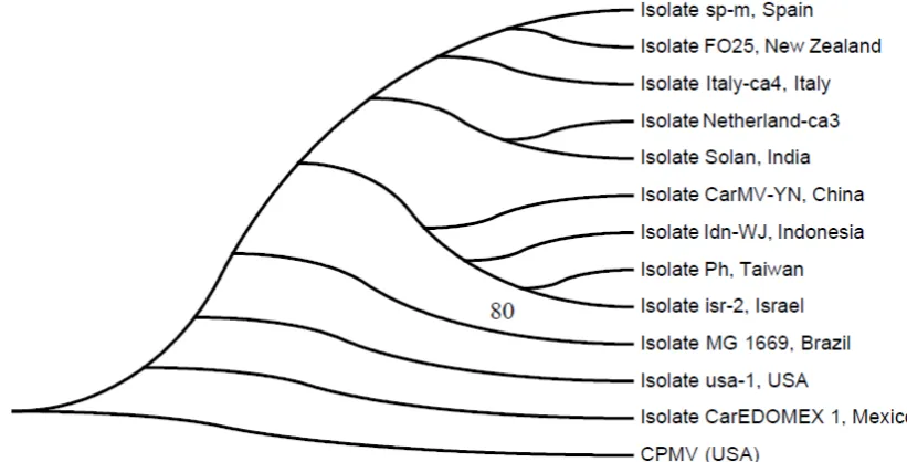 Figure 3. Phylogeny tree of the CP gene of CarMV WJ isolate. The tree was inferred by the Neighbor-Joining method using molecular evolutionary genetics analysis  (MEGA) software version 5.05 based on the Clustal W alignment of CarMV sequences from Indonesi
