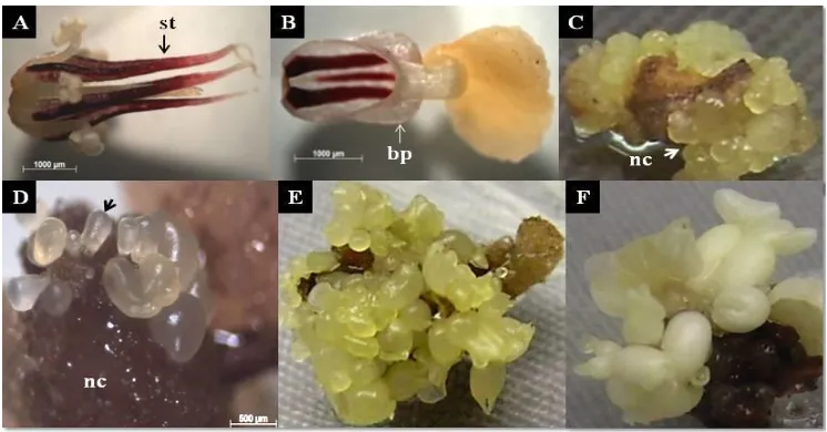 Figure 3. Formation of primary somatic embryos of Sca 6 clone induced using kinetin. (A) Stamenoids (st) and (B) basal petal (bp) were dissected from cacao flower bud.(C) Formation of embryogenic nodular callus (nc) from basal petal, 4 weeks after culture.(D) Formation of pro-embryo (indicated by black arrow) from the surface of nodular callus, 5 weeks after culture.(E) Stamenoid explant covered with somatic embryos at various development stages, 9 weeks after culture and (F) Various stages of cotyledonary embryos, 12 weeks after culture 