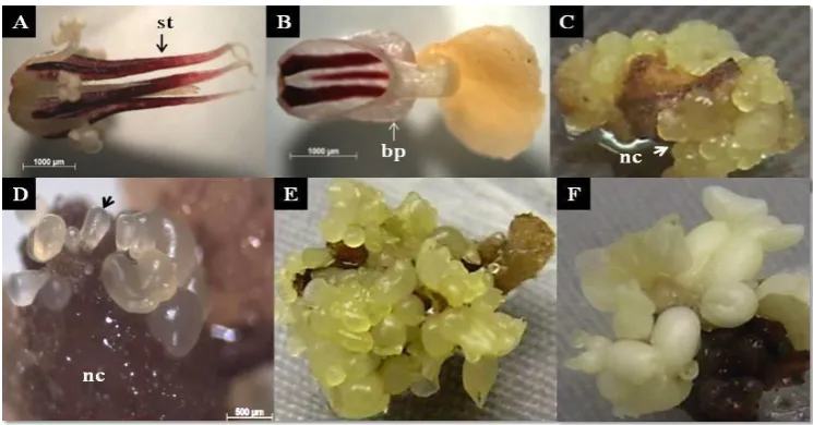 Figure 3. Formation of primary somatic embryos of Sca 6 clone induced using kinetin. (A) Stamenoids (st) and (B) basal petal (bp) were dissected from cacao flower bud.(C) Formation of embryogenic nodular callus (nc) from basal petal, 4 weeks after culture.(D) Formation of pro-embryo (indicated by black arrow) from the surface of nodular callus, 5 weeks after culture.(E) Stamenoid explant covered with somatic embryos at various development stages, 9 weeks after culture and (F) Various stages of cotyledonary embryos, 12 weeks after culture 