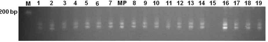 Figure 5. Example of PCR ampliﬁcation products using DNA template of plantlets regenerated from primary somatic embryosno (1-19) and mTcCIR 213 SSR primer pairs