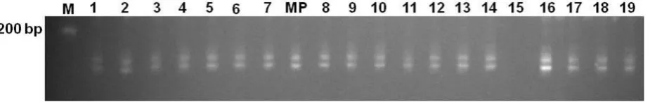 Figure 5. Example of PCR ampliﬁcation products using DNA template of plantlets regenerated from primary somatic embryosno (1-19) and mTcCIR 213 SSR primer pairs