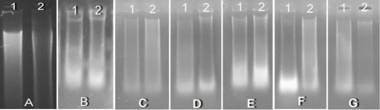 Figure 1. Electrophoresis result of various method of DNA extraction: A. standard method of Doyle and 