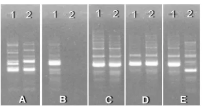Figure 3. Result of PCR-RAPD analysis using  OPB 10; A. modification-2; B. Modifi-cation-3; C