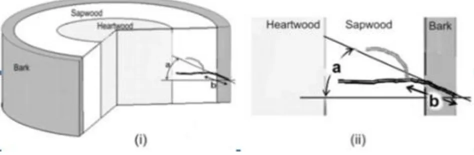 Figure 4. Characteristic of P. quercivorus entrance tunnel in 3D (i) and 2D (ii), a. angle (mean = 19.72° ± 9.96, n = 33), b