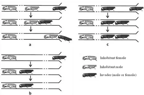 Figure 5. Response of inhabitant male to invader male or female (a), inhabitant female versus invader male or female (b) and an invader male to another invader male or female (c) 