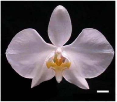 Gambar 1. Phalaenopsis amabilis [27]