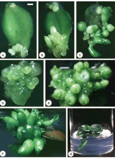 Gambar 3 Regenerasi tanaman melalui embrio