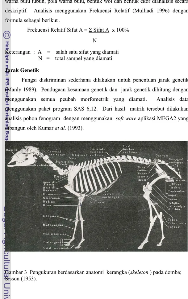 Gambar 3  Pengukuran berdasarkan anatomi  kerangka (skeleton ) pada domba;   