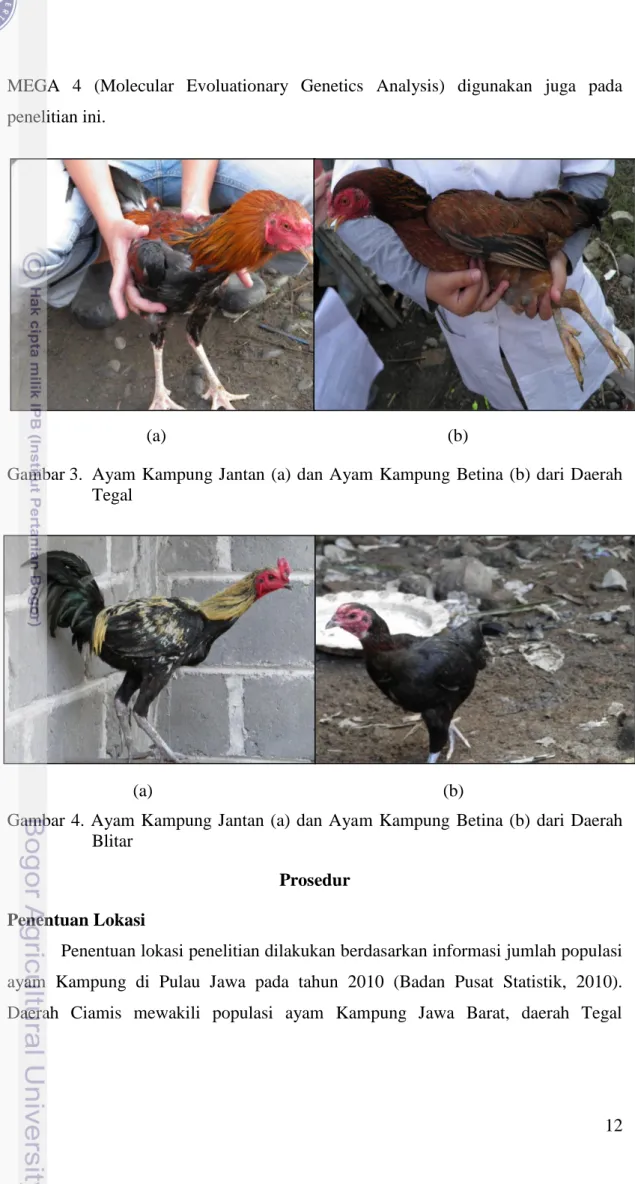 Gambar 3.  Ayam Kampung  Jantan  (a) dan  Ayam Kampung  Betina  (b)  dari Daerah  Tegal 