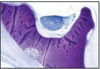 Gambar 3. Potongan para-axial sella tursika dari foetus manusia, 15 minggu usia gestasional