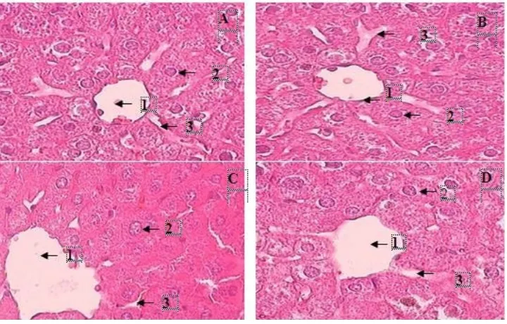 Figure 2. The histology of liver tissue of mice administered pegagan (����������� ������������������������������������������������������������������������������Centella asiatica (L.) Urban) extract