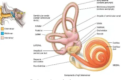 Gambar 2.3.Anatomi Telinga Dalam 