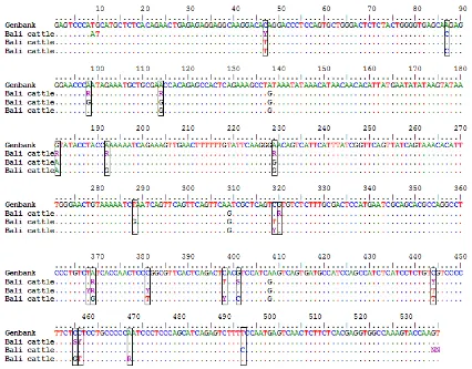 Figure 2.  Amplification myostatin gene promoter in Bali cattle (line 1-4; 535 bp); M: 100bp ladder.