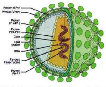 Gambar 1.1 Human Immunodeficiency Virus (Flexner, 1998) 