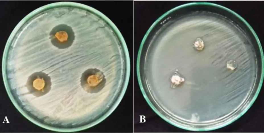 Gambar  5.1.  Hasil  uji  antagonis  terhadap  bakteri  uji:  (A)  Staphylococcus  aureus, 