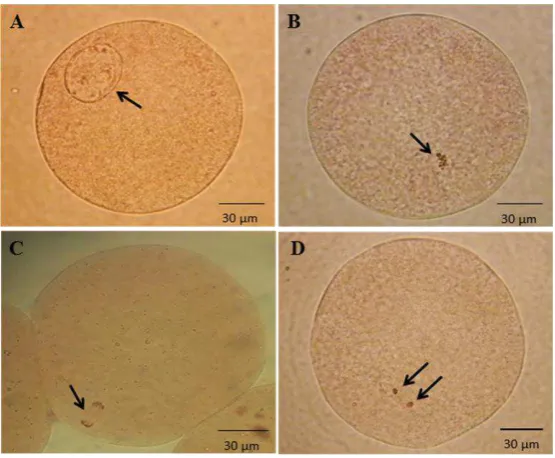 Table 2.  Nuclear maturation rate of bali cattle oocytes in maturation media supplemented with follicular fluid obtained from different diameters of follicle*