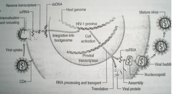 Gambar 2.1 Siklus Hidup Partikel Human Immunodeficiency Virus (Edgar, 2006)  2.2 Infeksi HIV selama kehamilan 