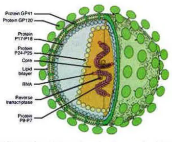 Gambar 1.1 Human Immunodeficiency Virus (Flexner, 1998) 