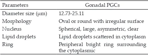 Table 2.  Number of harvested gonadal primordial germ cells (gonadal PGCs) per embryo of Kampung Unggul Badan Litbang Pertanian (KUB) chicken at incubation period of 6-9 days