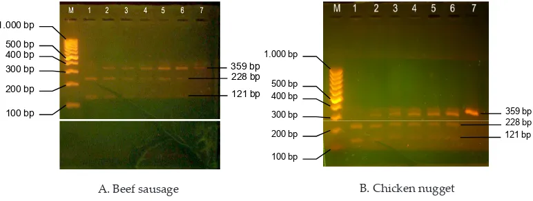 Figure 1. BseDI restriction profile of cytochrome b PCR product amplified from samples