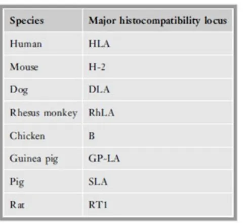 Gambar 2. Lokus Histokompabilitas Mayor pada Berbagai Spesies (Cruse, dkk 2004).