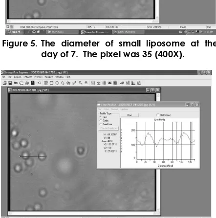 Figure 6. The small diameter of liposome at the day of 7 in other lining position. The pixel was 30 and 36 (400X)