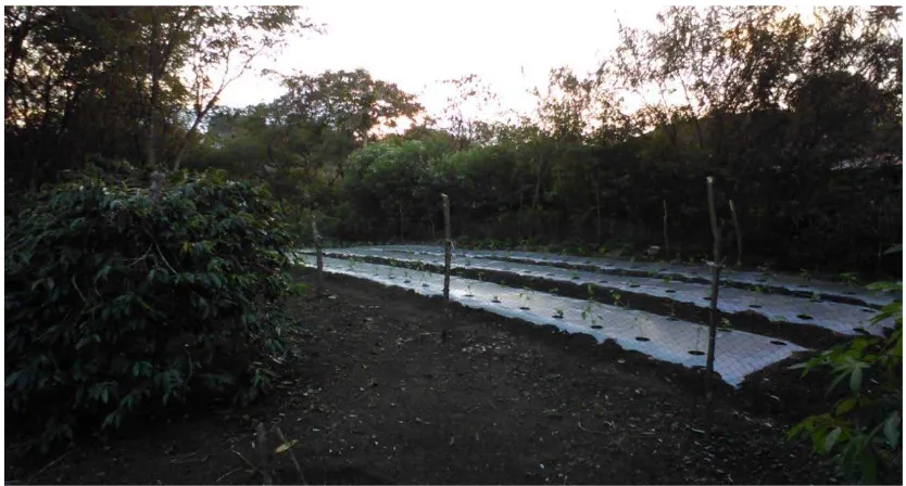 Gambar 3. Tanaman kopi milik masyarakat yang ditanami dengan tanaman  tumpang 
