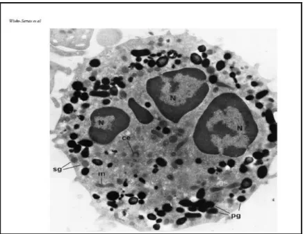 Gambar 2.4 Granula neutrofil. Elektron mikroskop memperlihatkan neutrofil  dengan berbagai granula intrasitoplasma